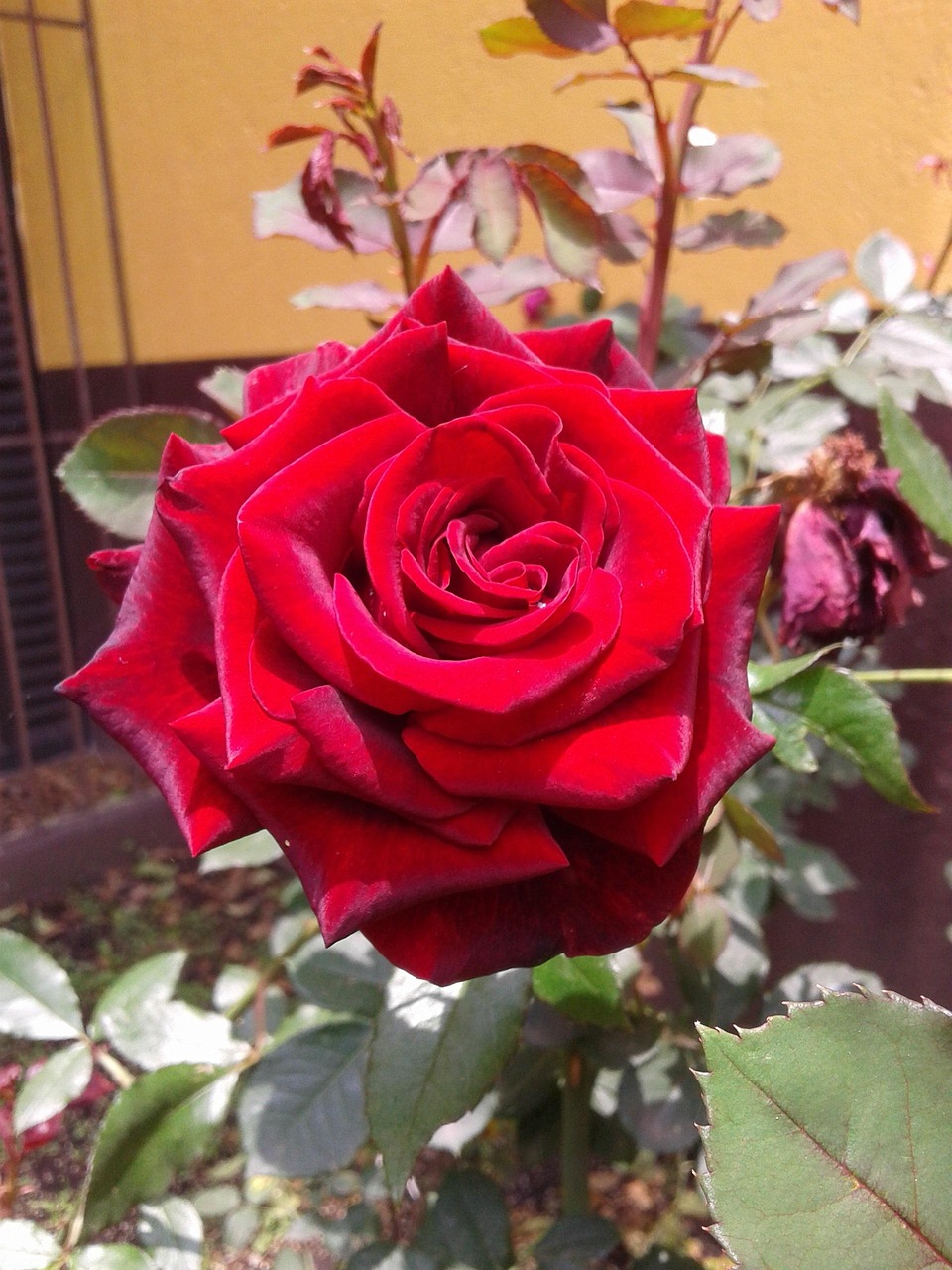 玫瑰花的种类名称及（常见玫瑰品种大全）,玫瑰花种类和寓意