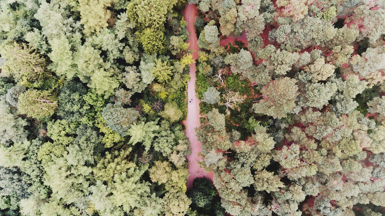 “植物界的活化石有哪些（中国八大活化石植物讲解）” 20种常见植物活化石？