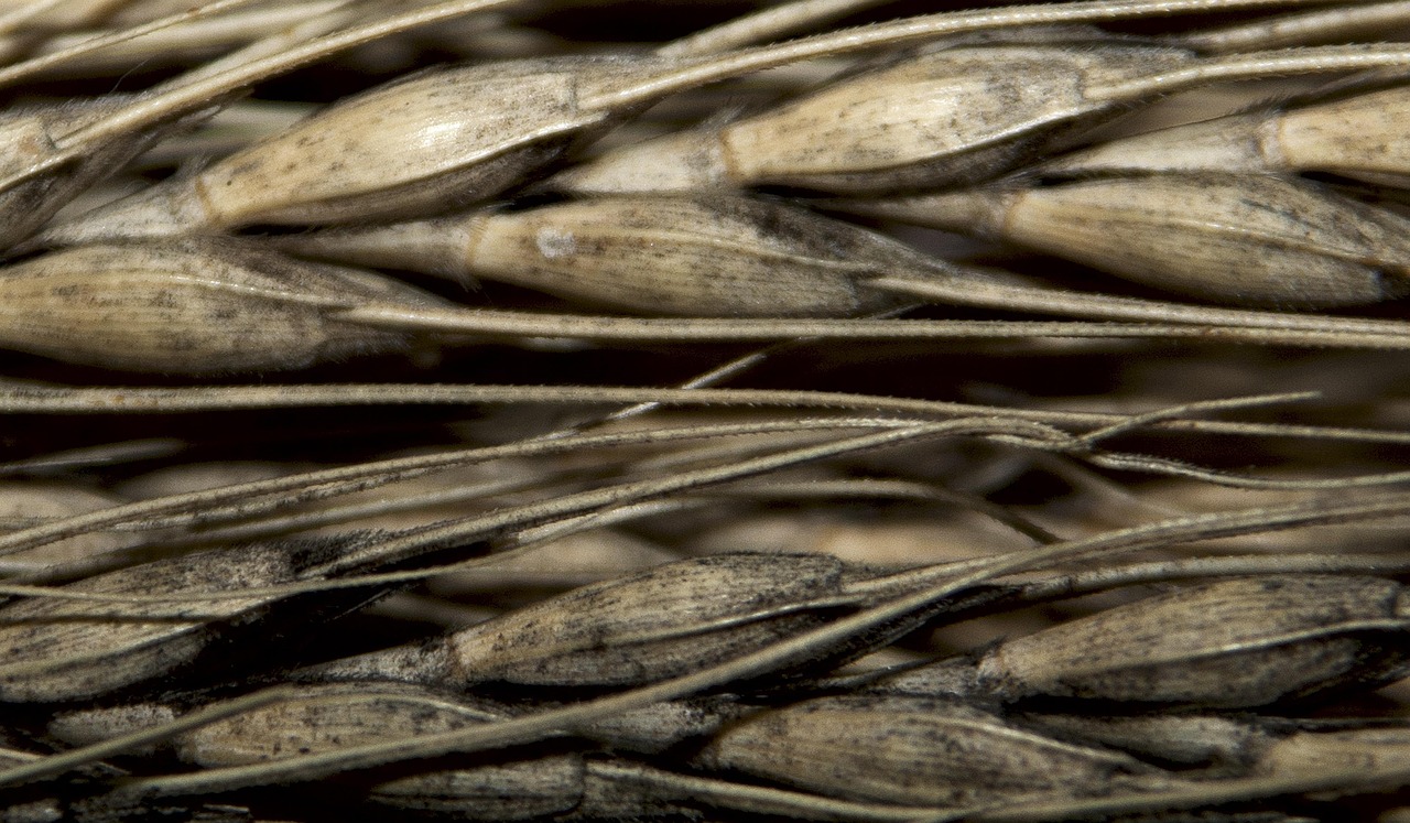 “小麦种子和猫草种子有什么区别” 小麦种子和猫草种子有什么区别呢？